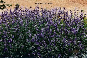 Salvia clevelandii